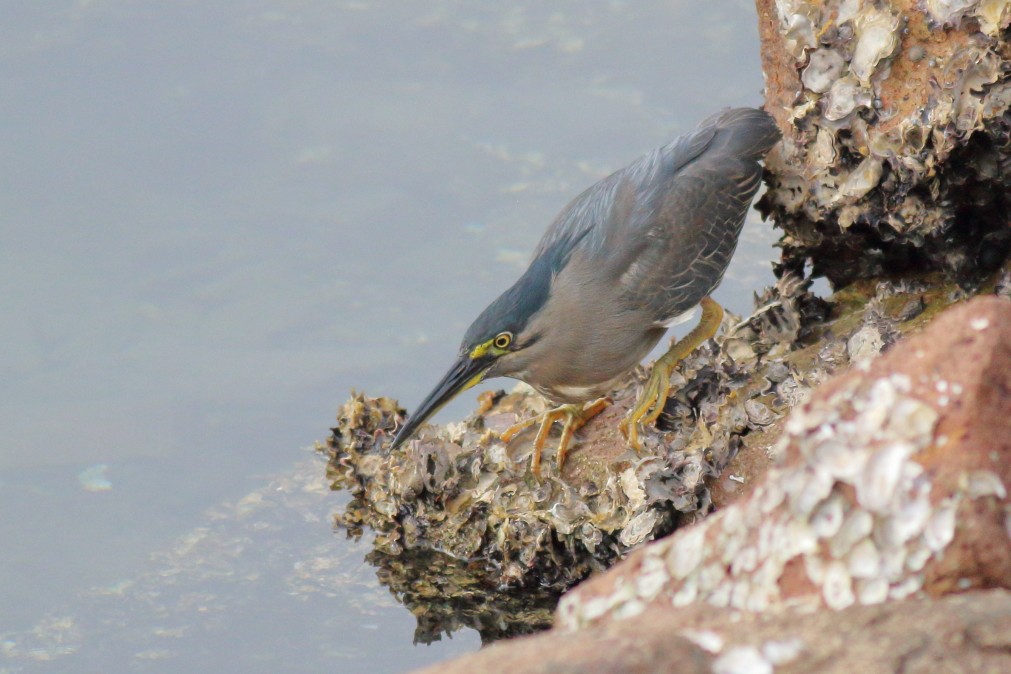 Striated Heron - ML620669527