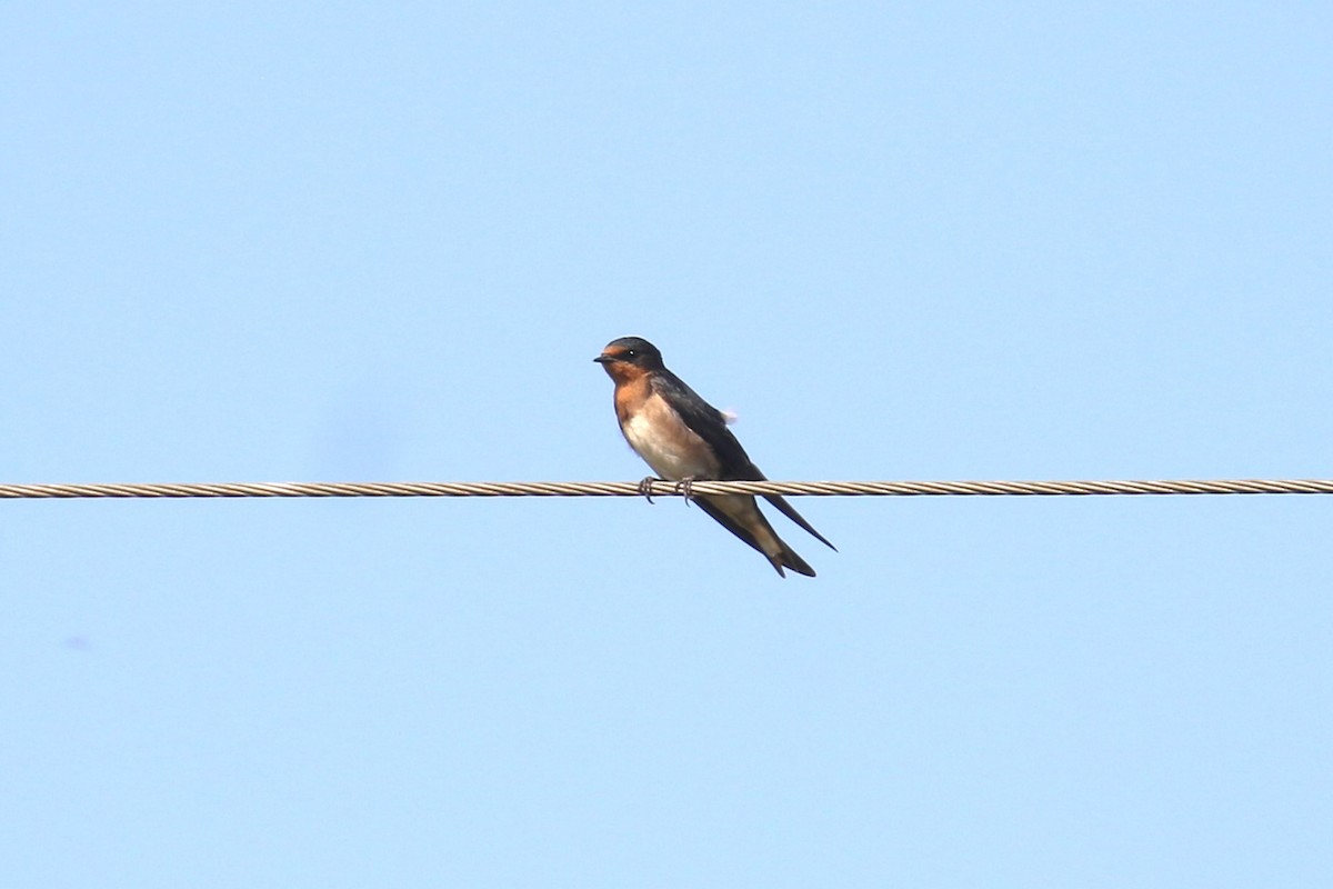 Angola Swallow - ML620669528