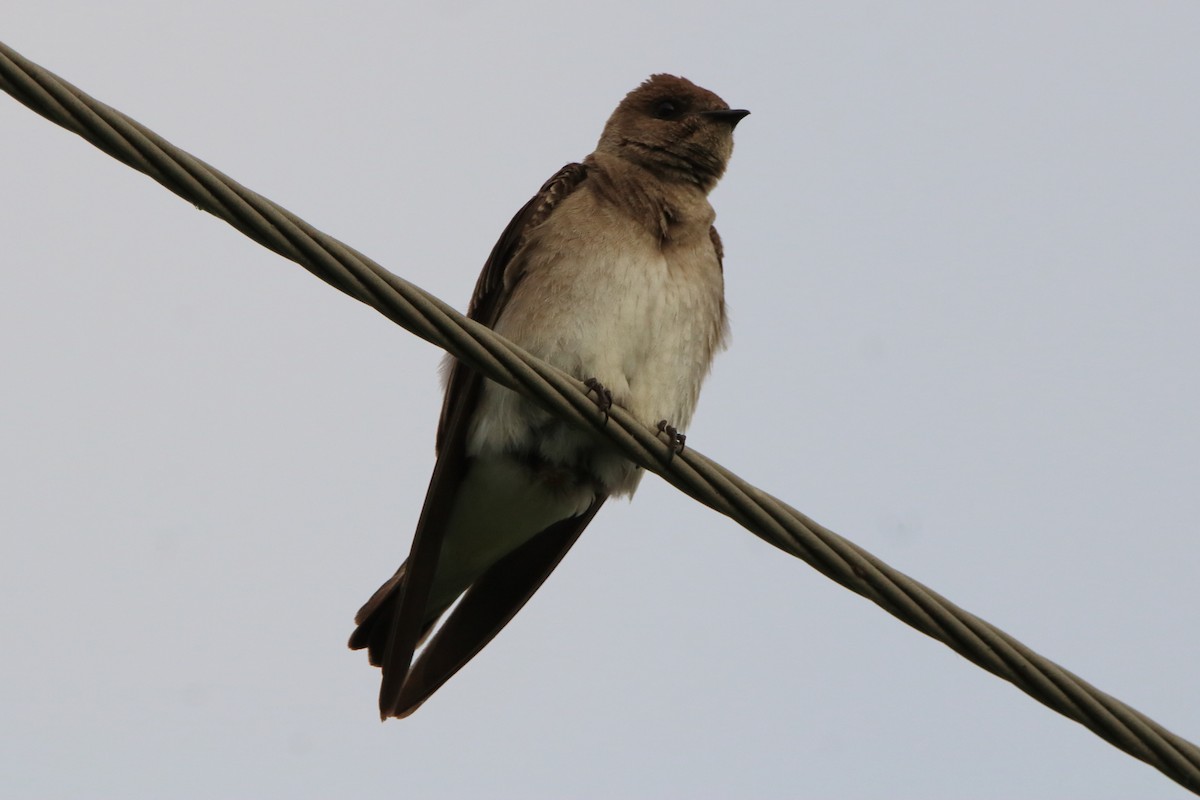 Northern Rough-winged Swallow - ML620669542