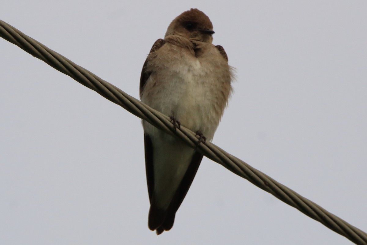 Northern Rough-winged Swallow - ML620669543