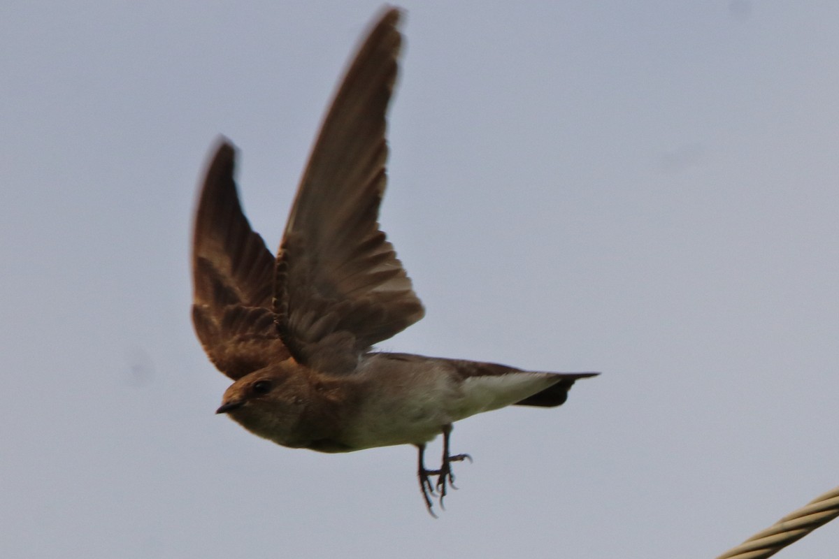 Northern Rough-winged Swallow - Dave Brown