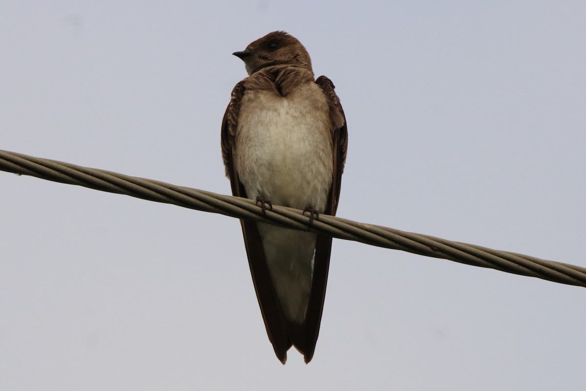 Northern Rough-winged Swallow - ML620669546