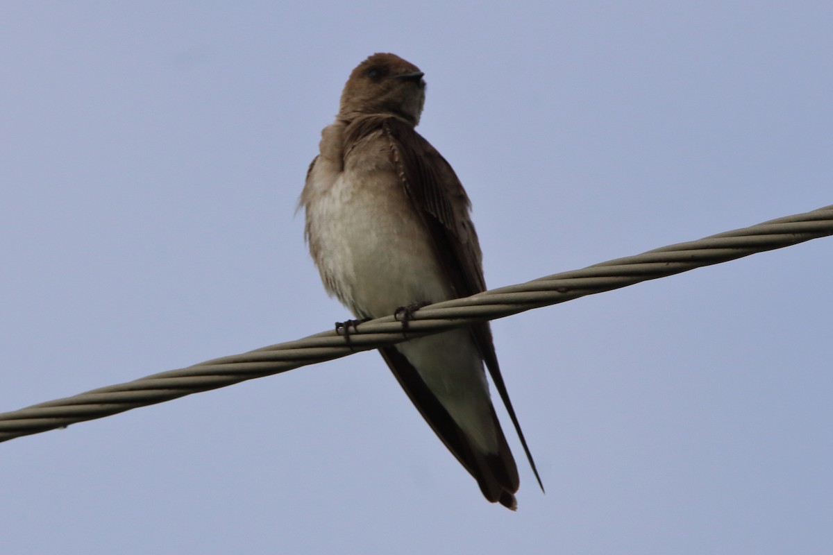 Northern Rough-winged Swallow - ML620669547