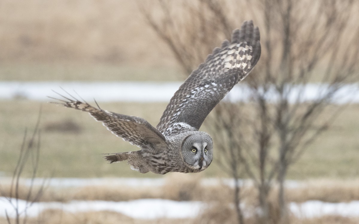 Great Gray Owl - ML620669548