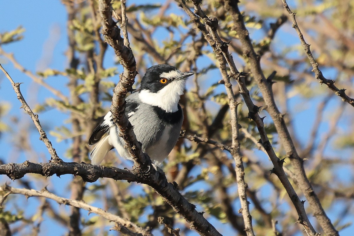 White-tailed Shrike - ML620669549