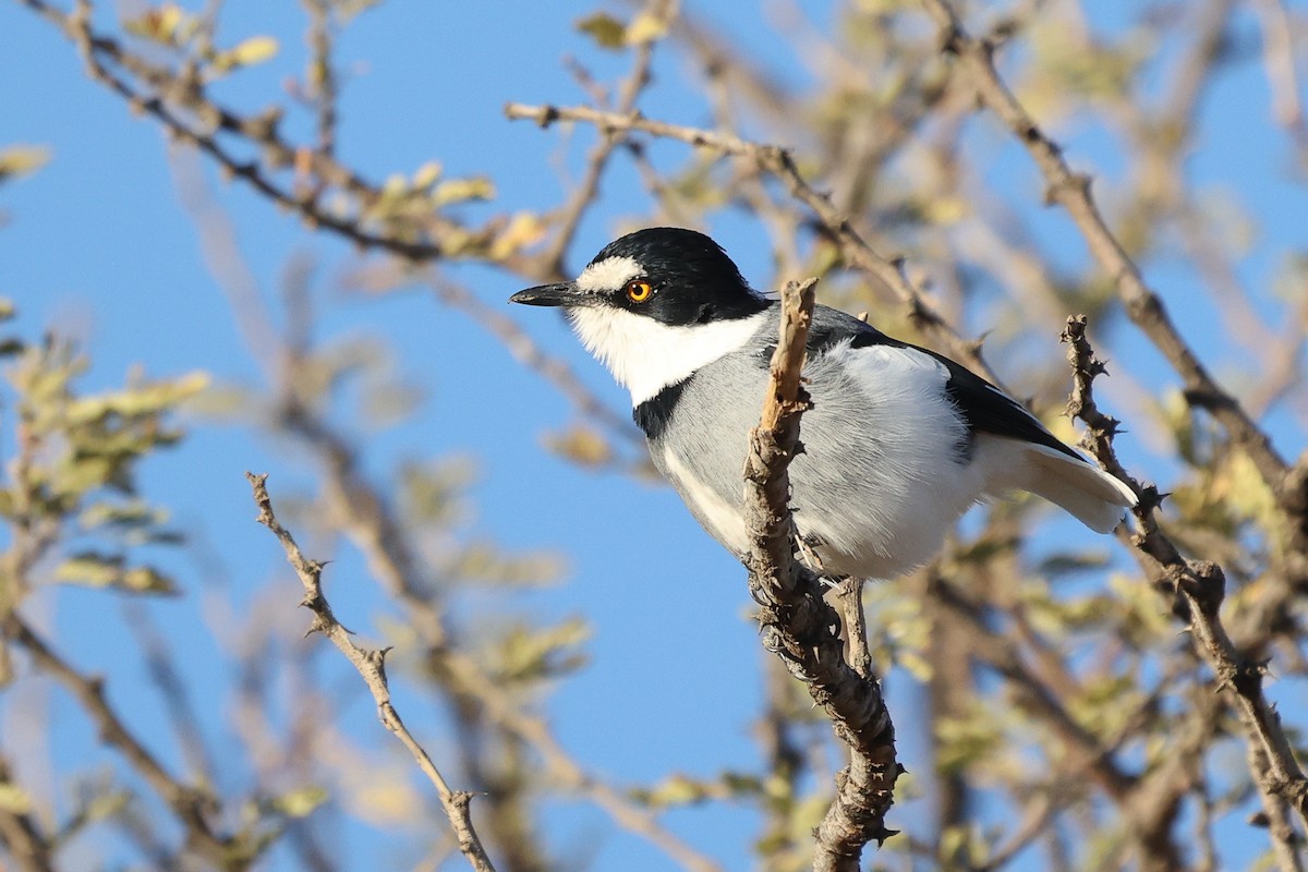 White-tailed Shrike - ML620669550