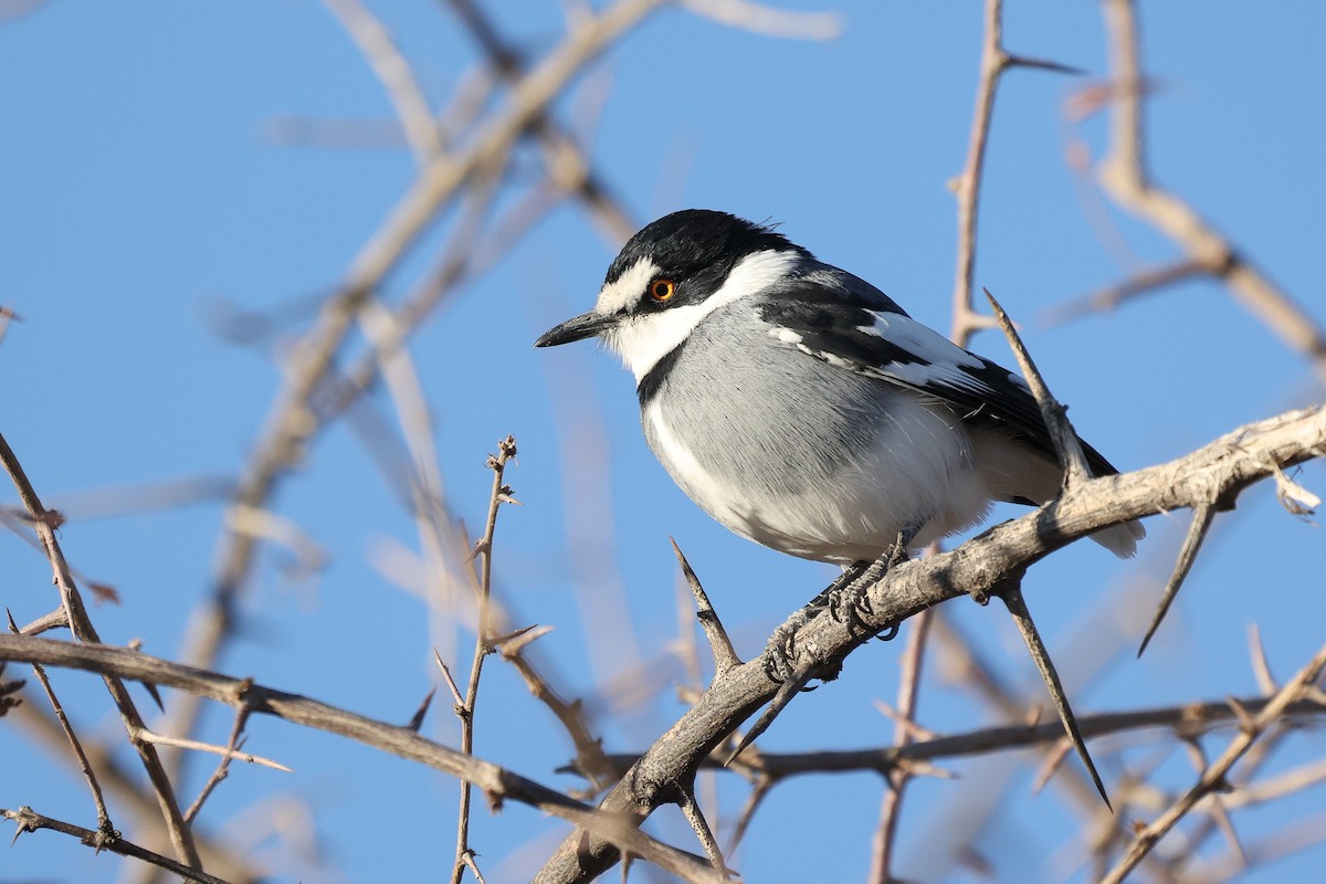 White-tailed Shrike - ML620669551