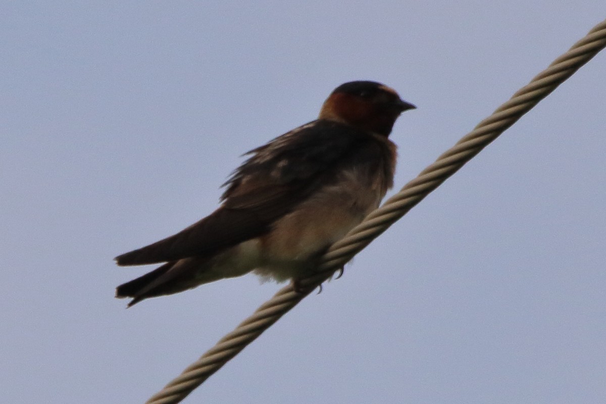 Cliff Swallow - ML620669553