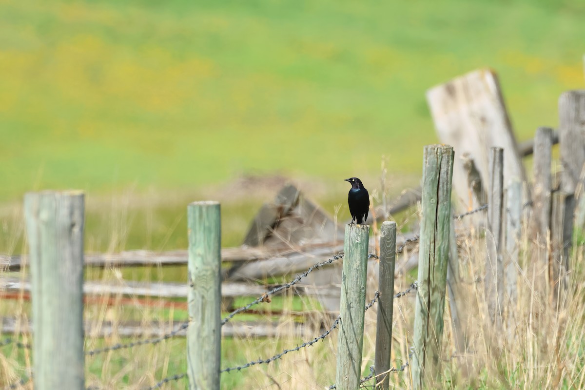 Brewer's Blackbird - ML620669556