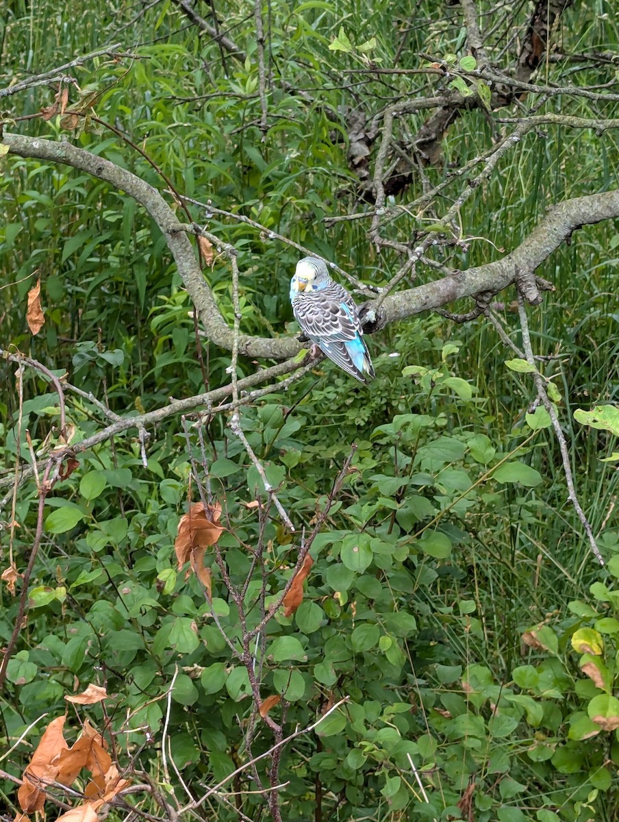 Budgerigar (Domestic type) - ML620669557