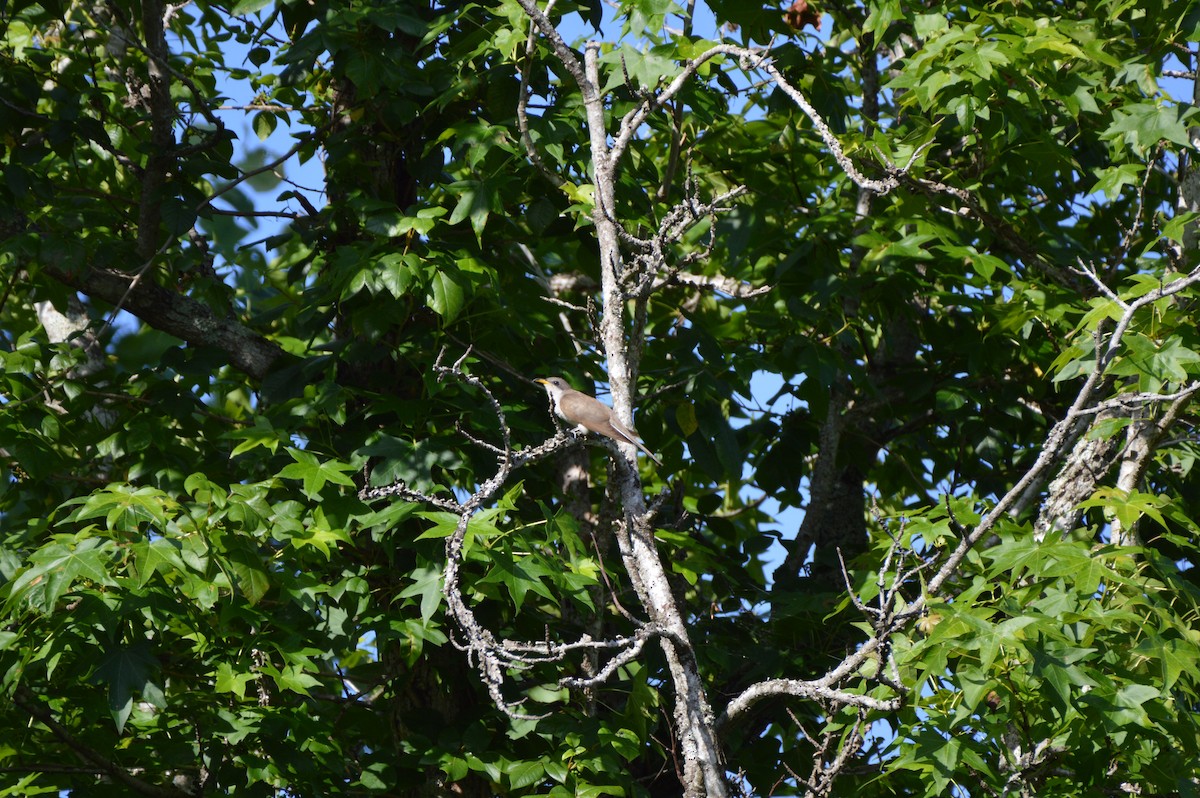 Yellow-billed Cuckoo - ML620669558