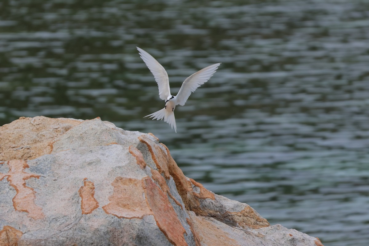 Black-naped Tern - Samuel Chong