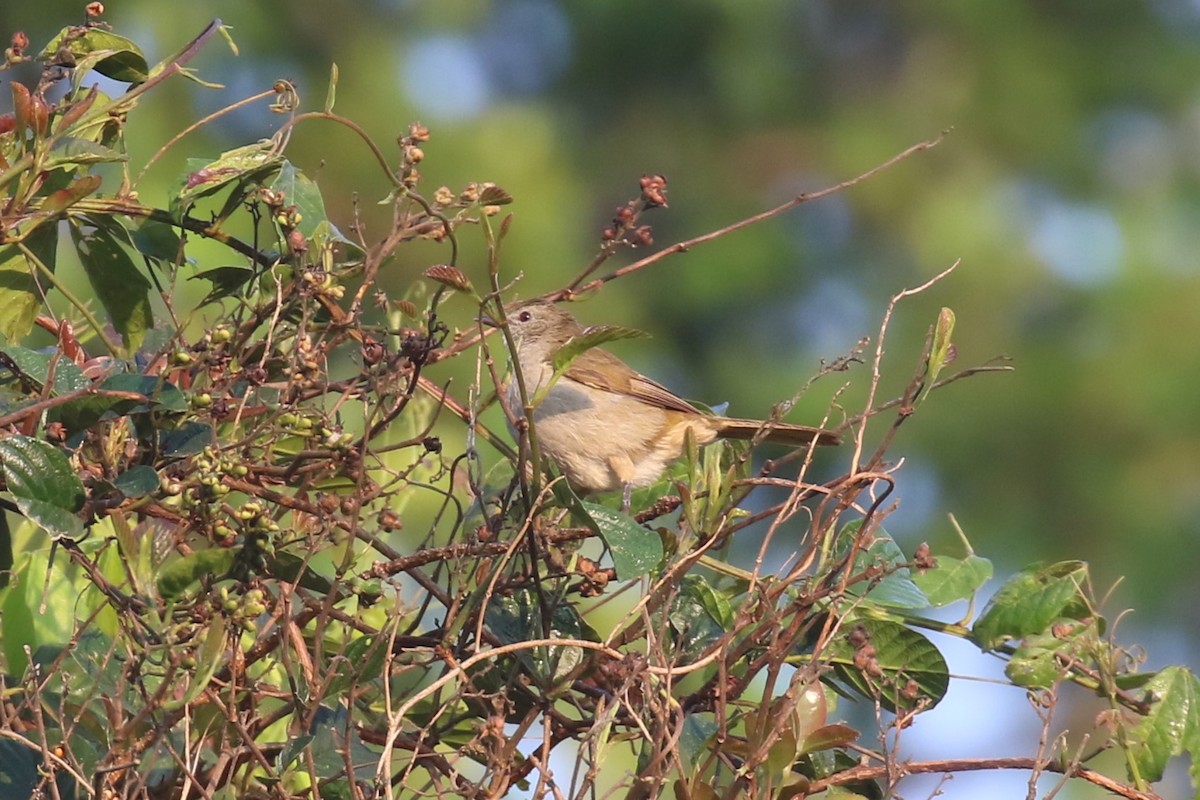 Slender-billed Greenbul - ML620669562