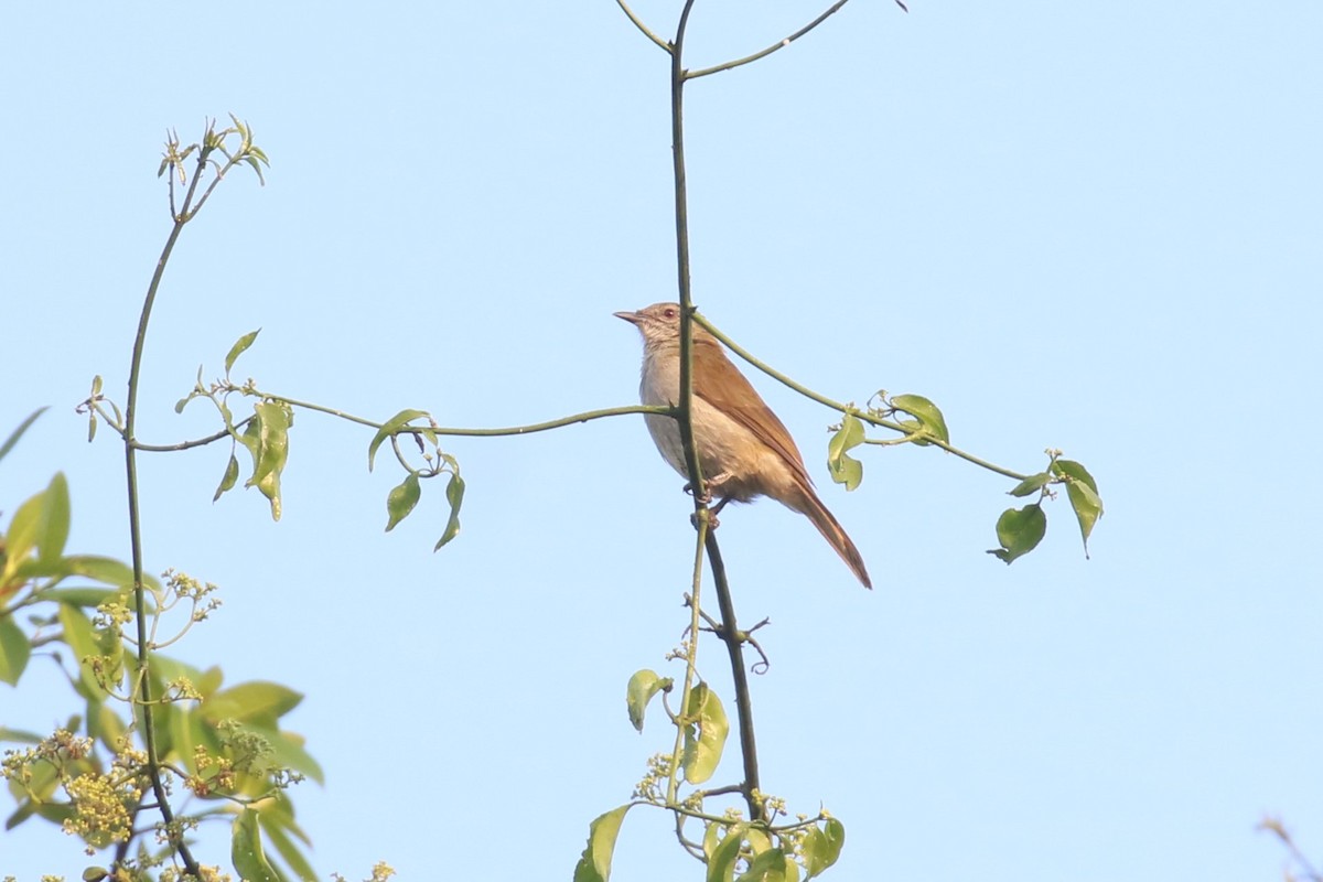 Slender-billed Greenbul - ML620669563