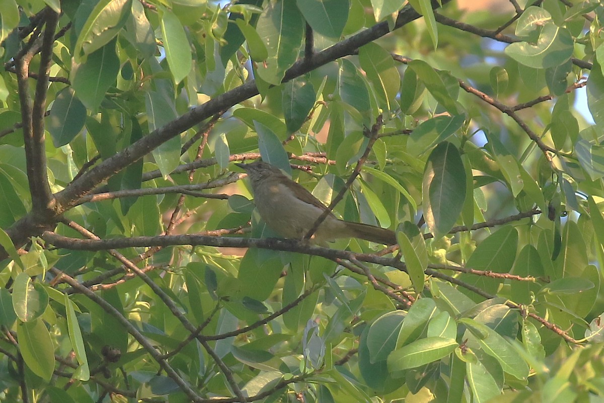 Slender-billed Greenbul - ML620669564