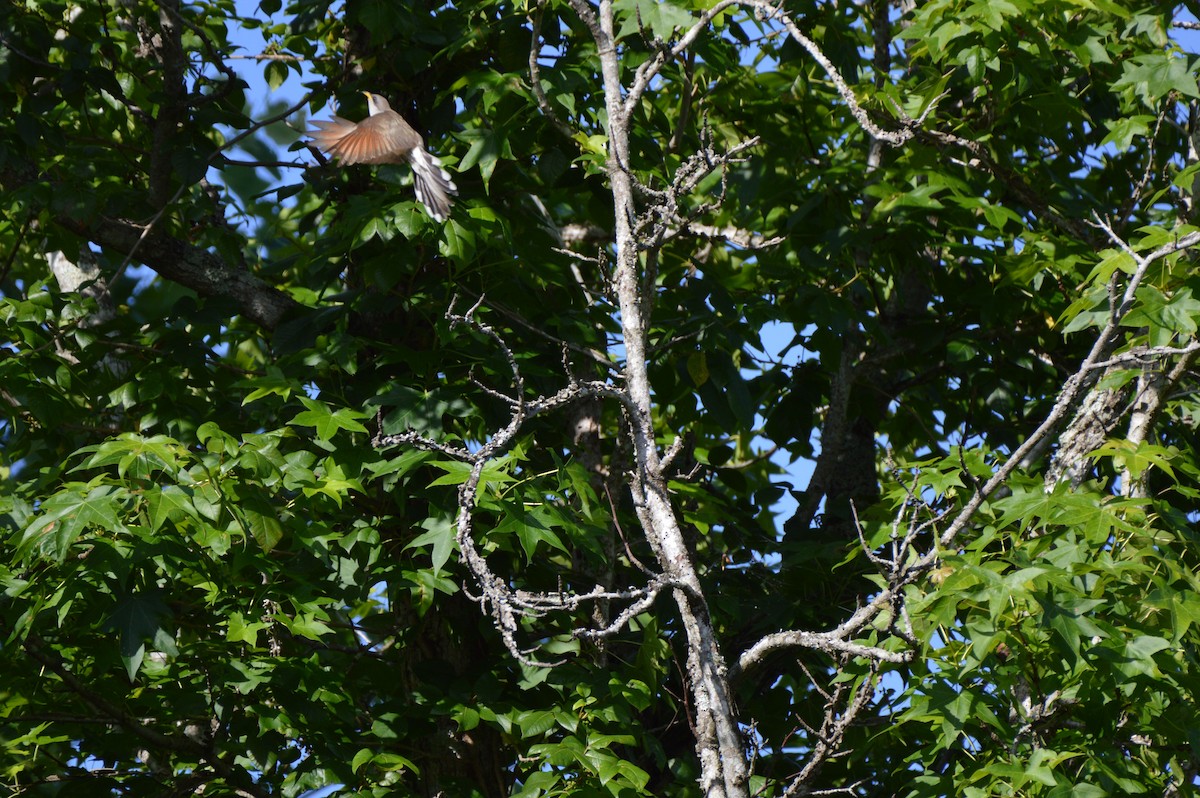 Yellow-billed Cuckoo - ML620669565