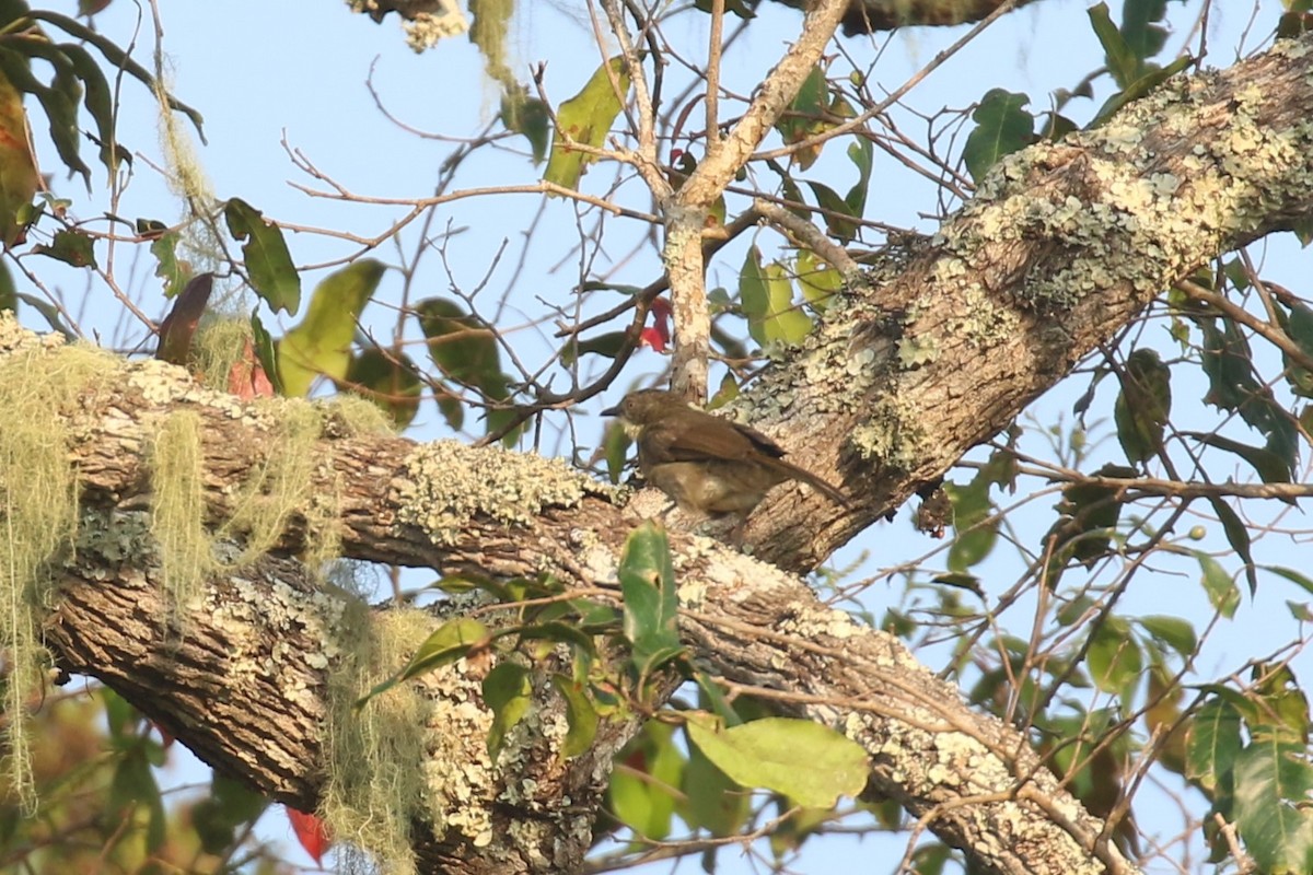 Yellow-throated Greenbul - ML620669566