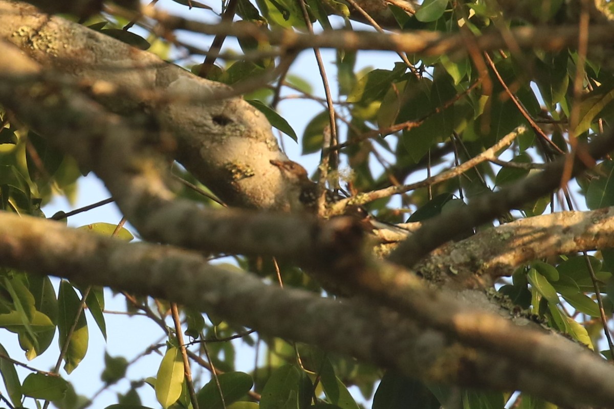 Spotted Greenbul - ML620669569