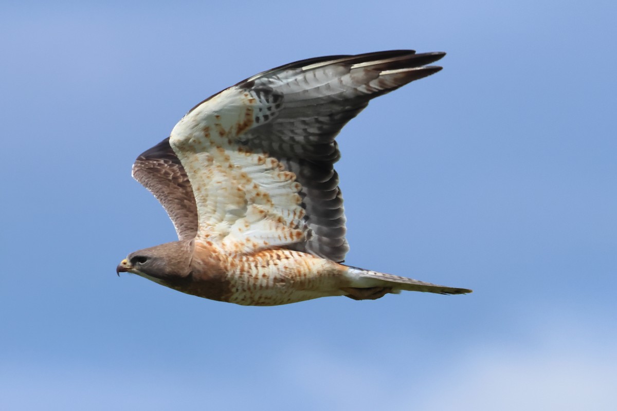 Swainson's Hawk - Serge Rivard