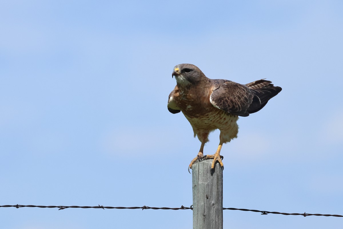 Swainson's Hawk - ML620669573