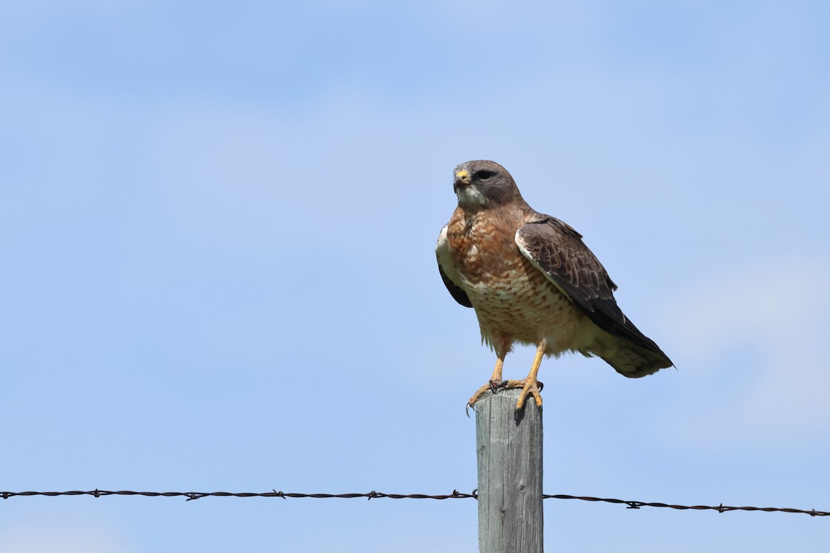 Swainson's Hawk - ML620669574