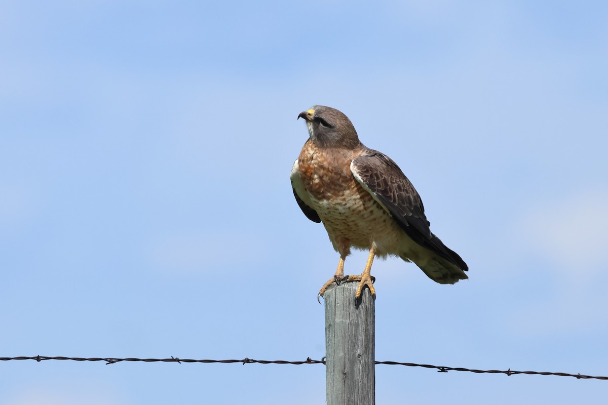 Swainson's Hawk - ML620669575