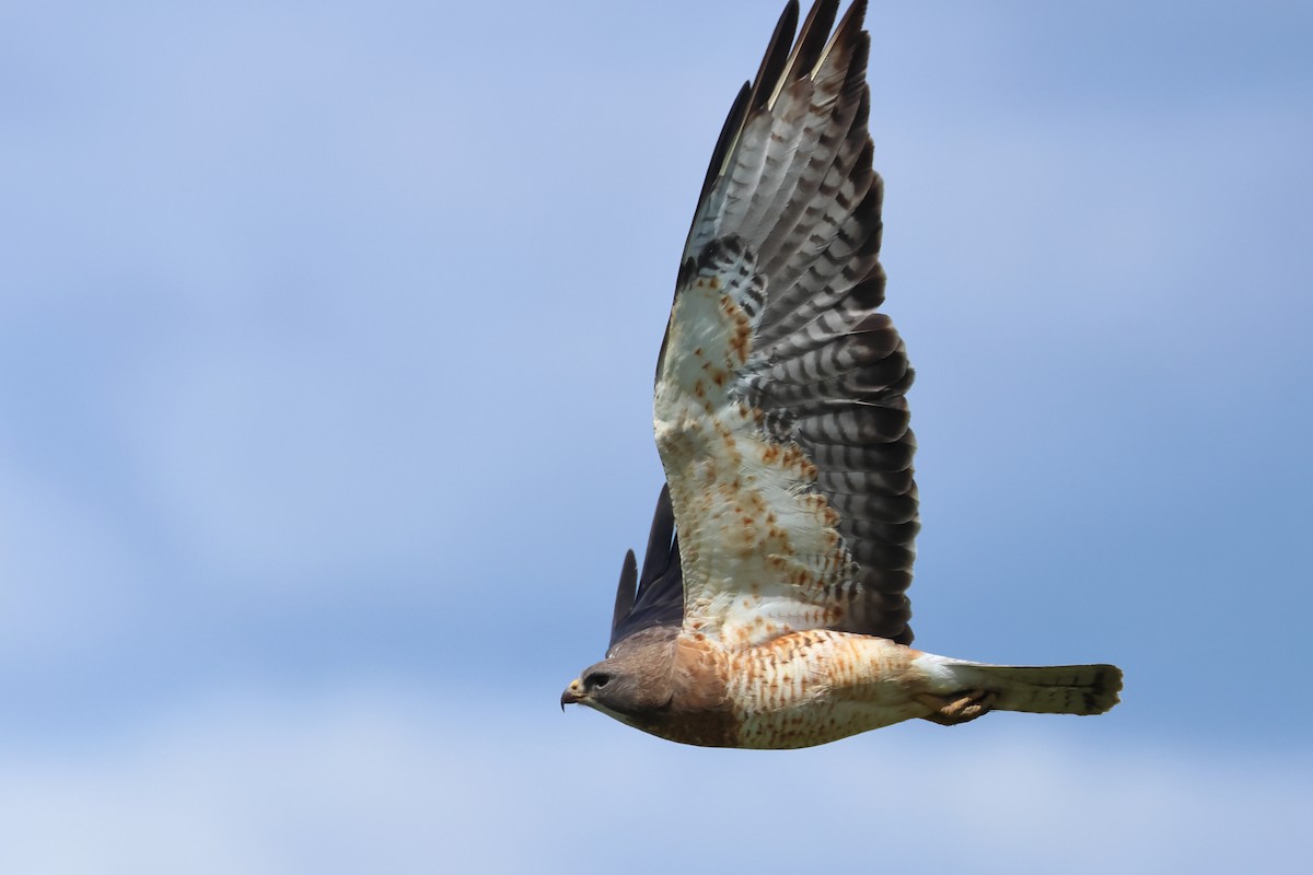 Swainson's Hawk - ML620669576