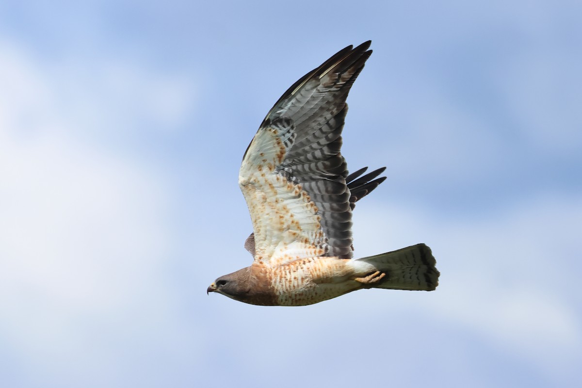 Swainson's Hawk - ML620669577