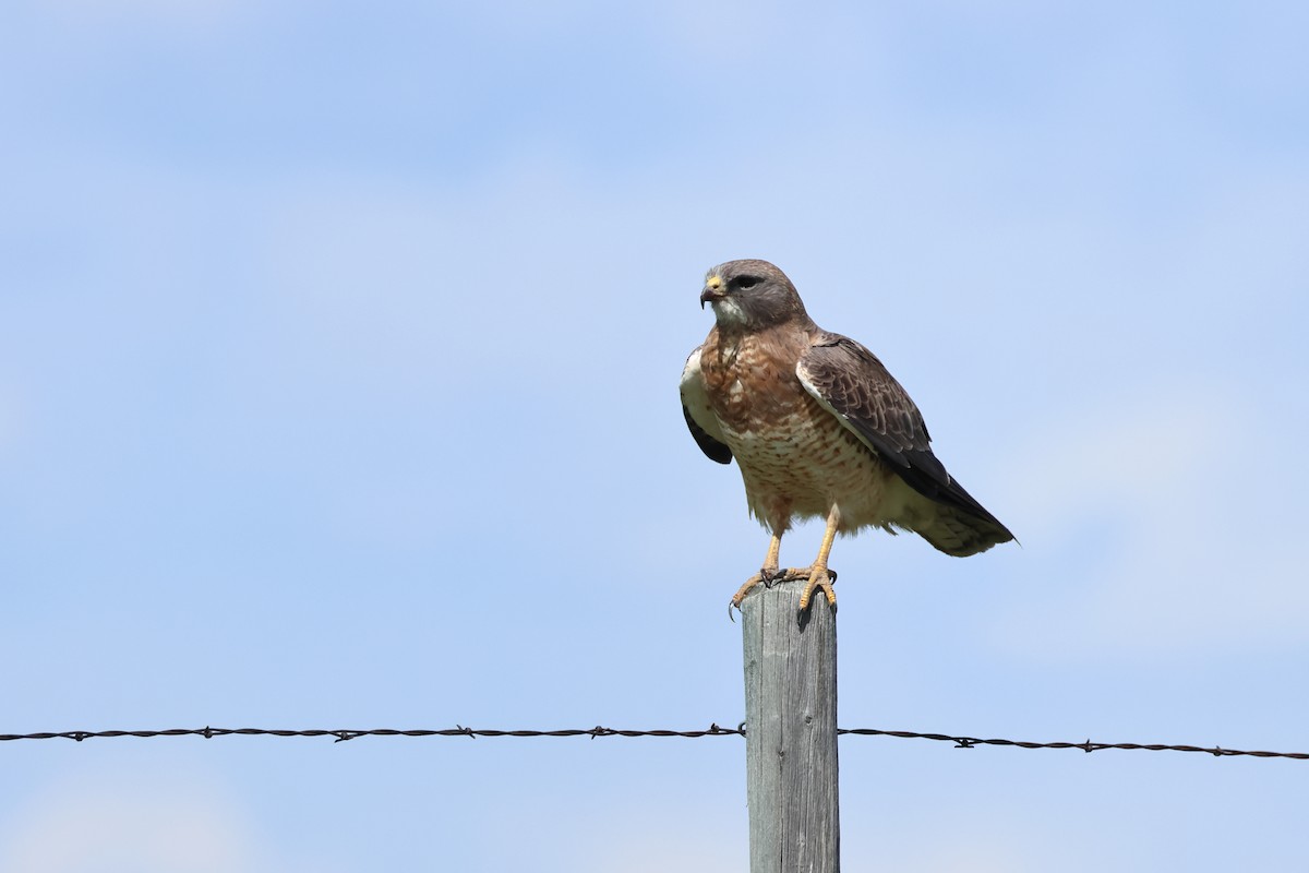 Swainson's Hawk - ML620669578