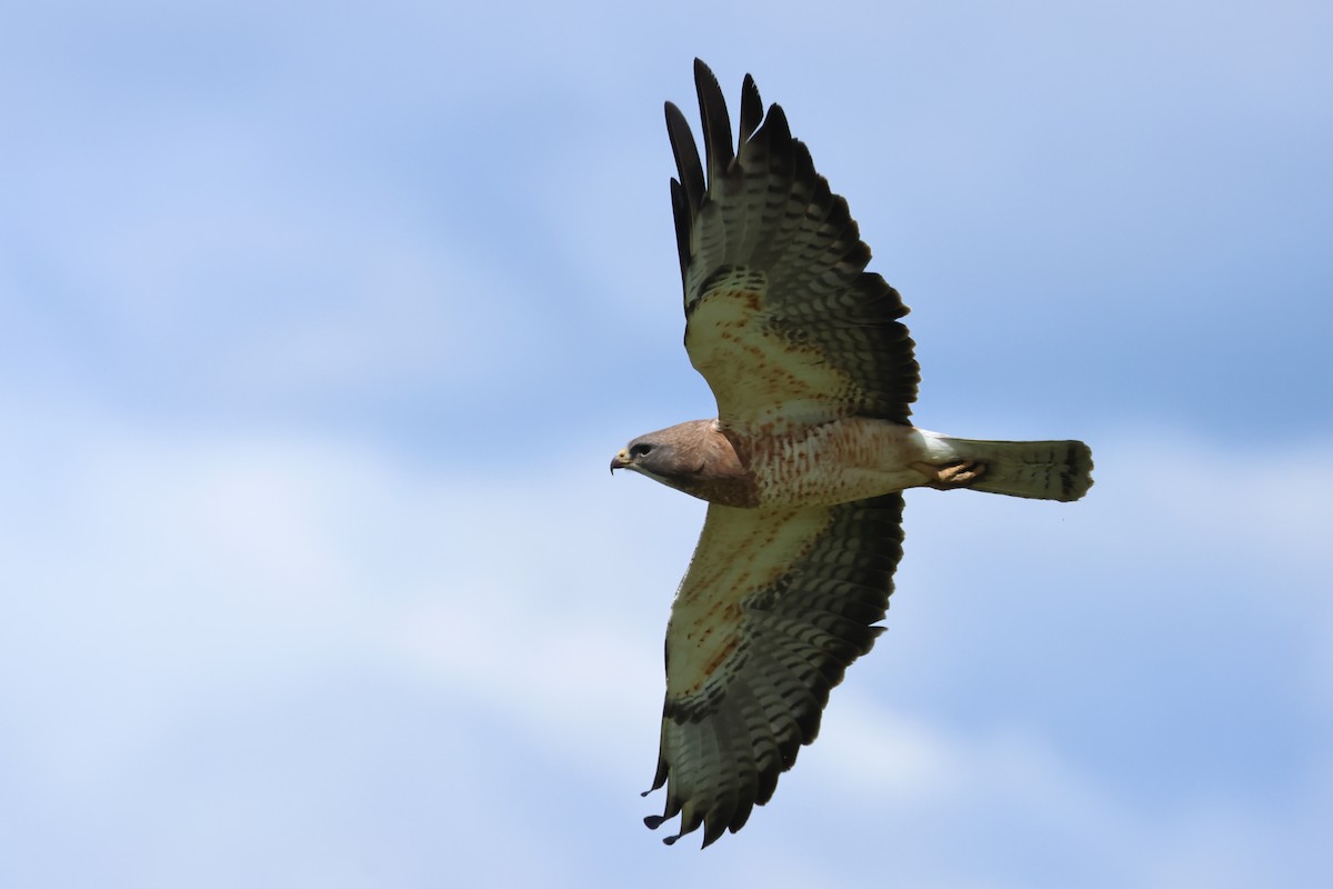 Swainson's Hawk - ML620669579