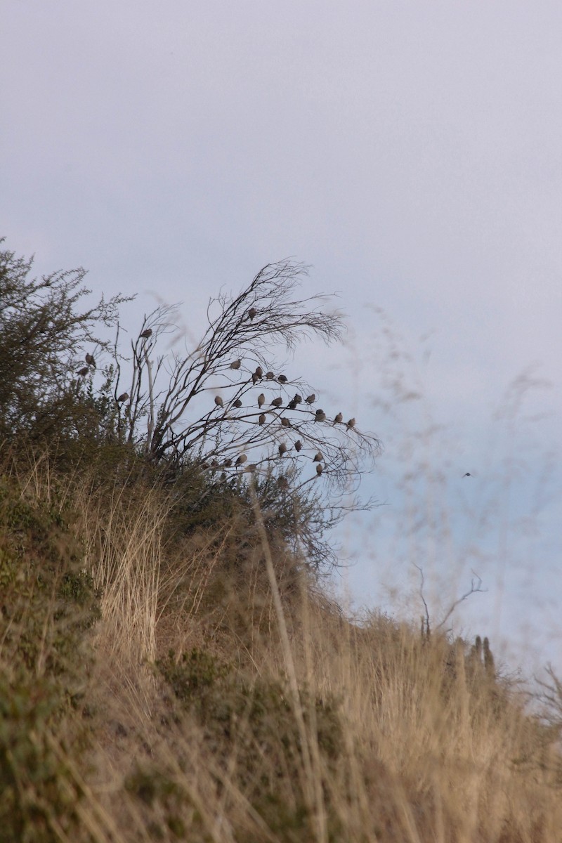 Eared Dove - ML620669585