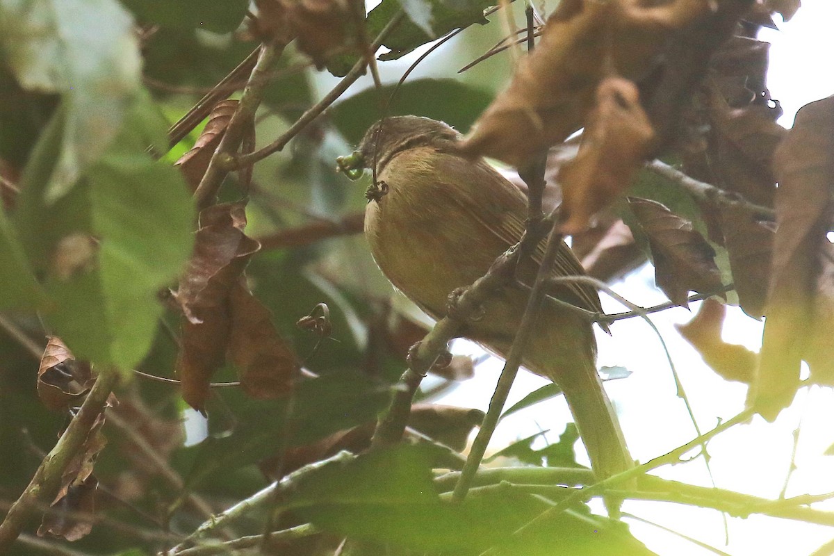 Little Greenbul - ML620669586