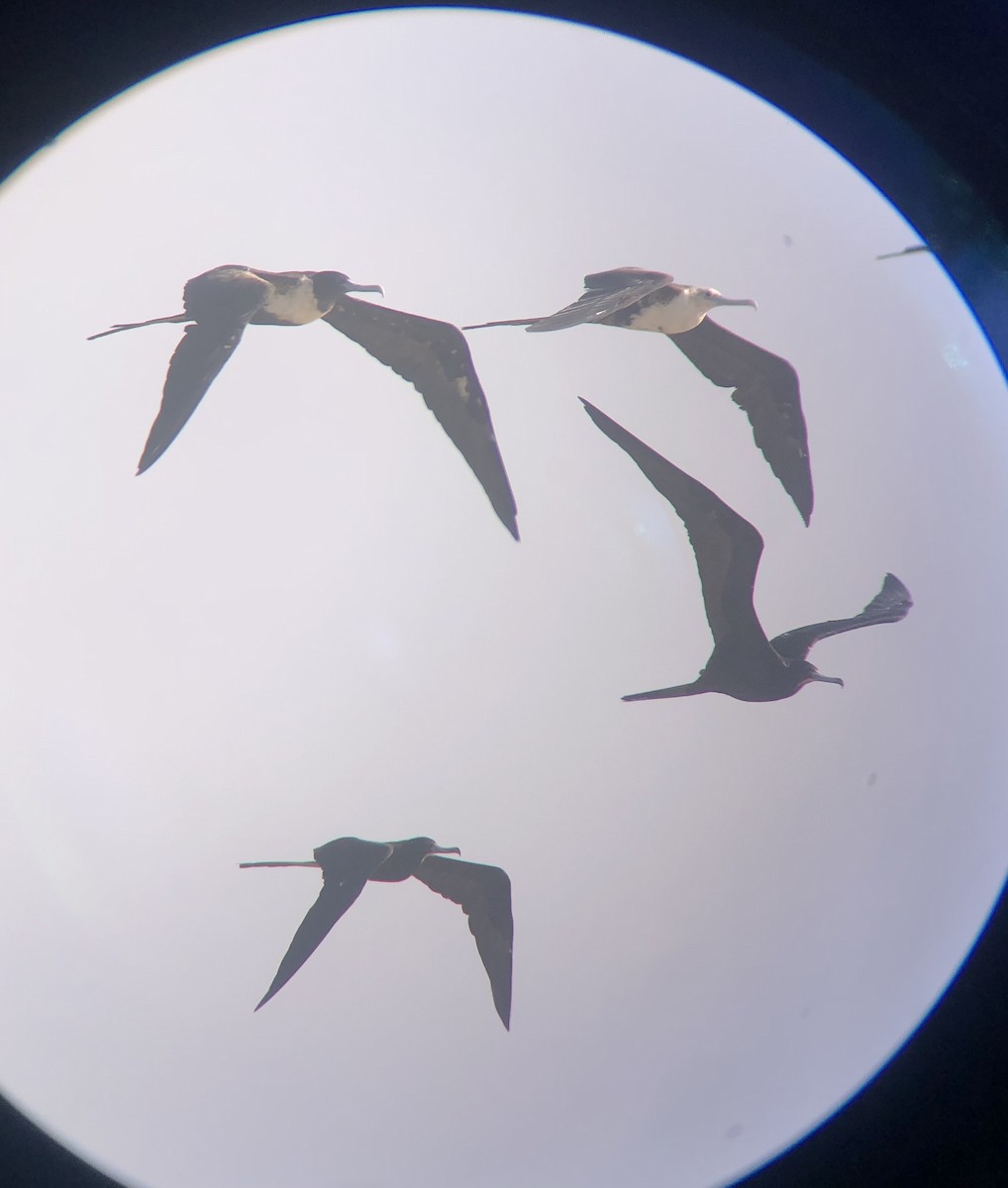 Magnificent Frigatebird - Tabitha Olsen