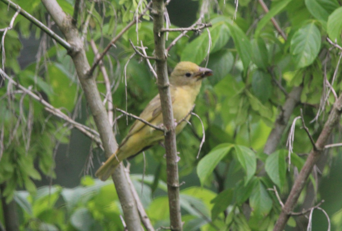 Summer Tanager - ML620669605