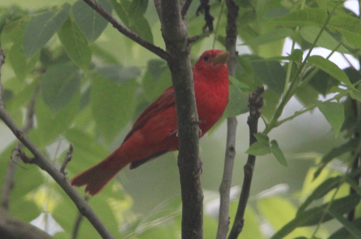 Summer Tanager - ML620669606