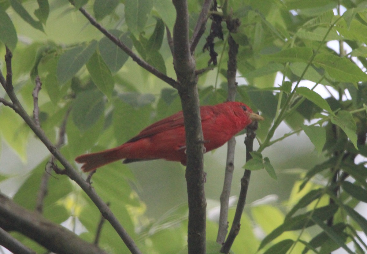 Summer Tanager - Jonathan Wilhelms