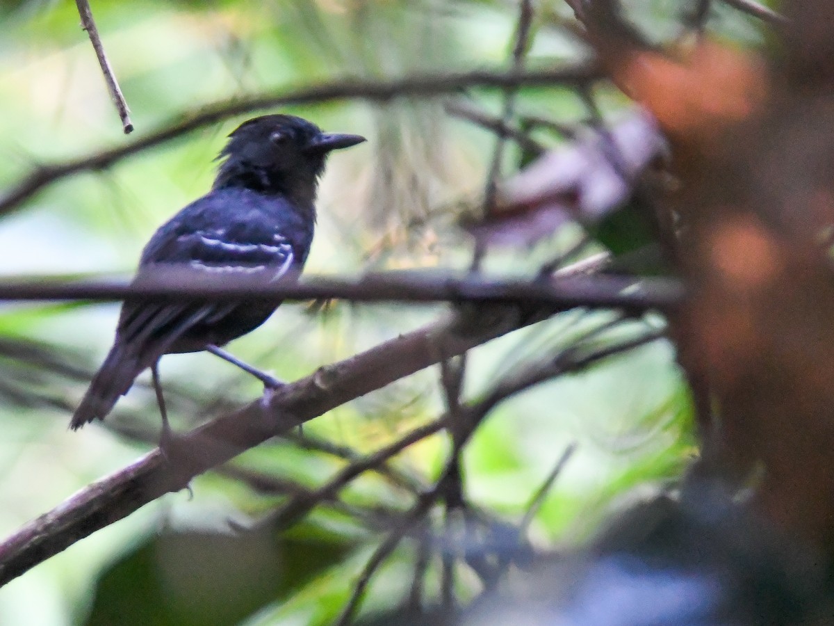 White-lined Antbird - ML620669608