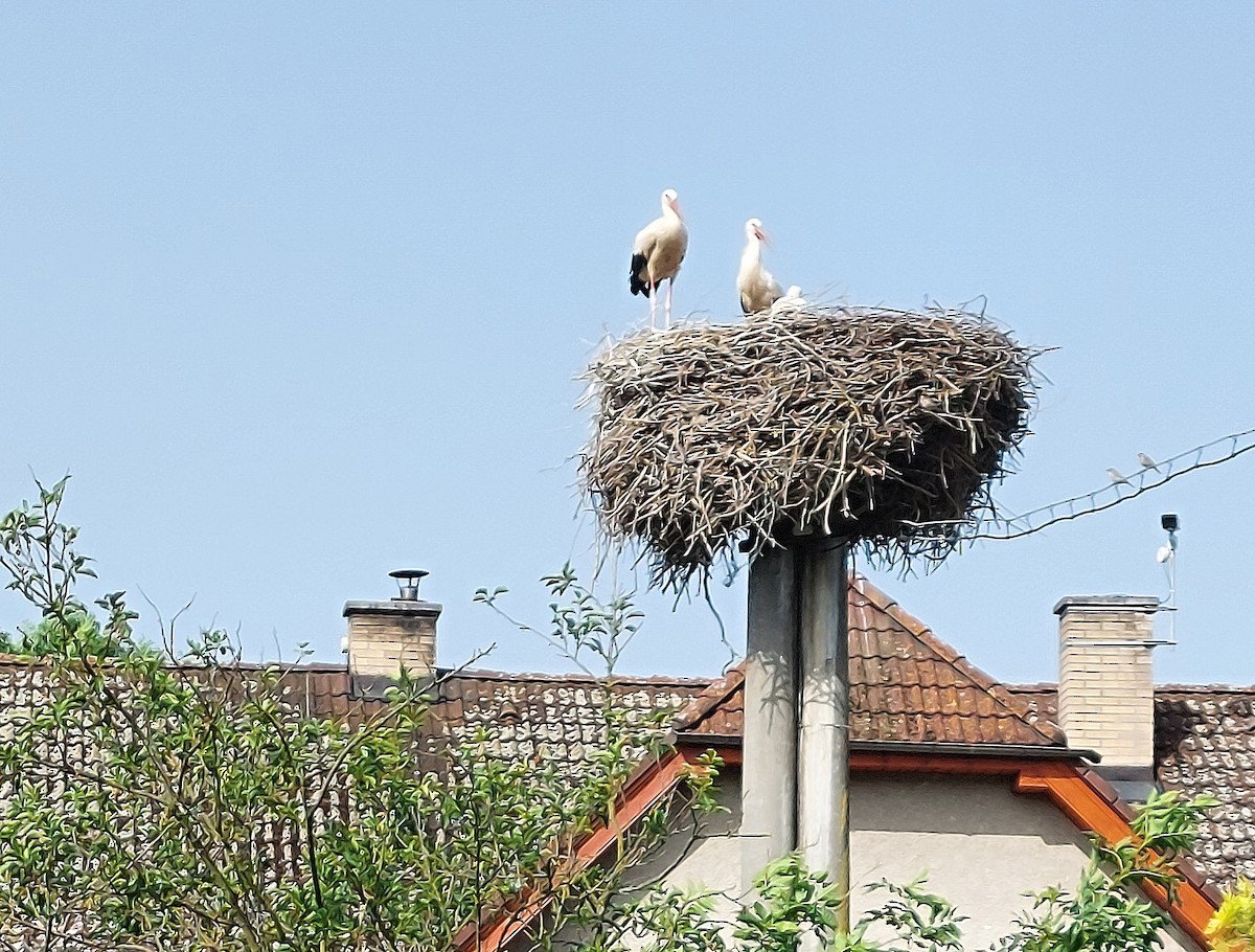 White Stork - ML620669609