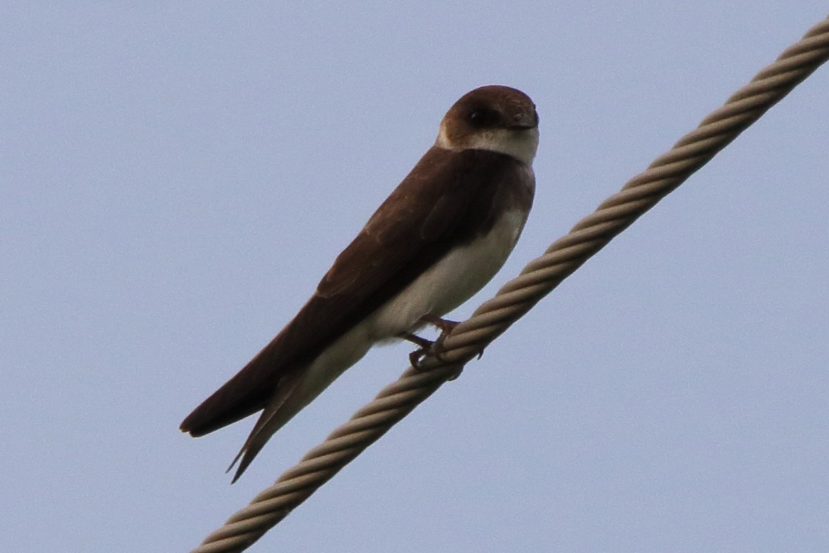 Bank Swallow - ML620669611