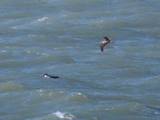 Cory's Shearwater - ML620669612