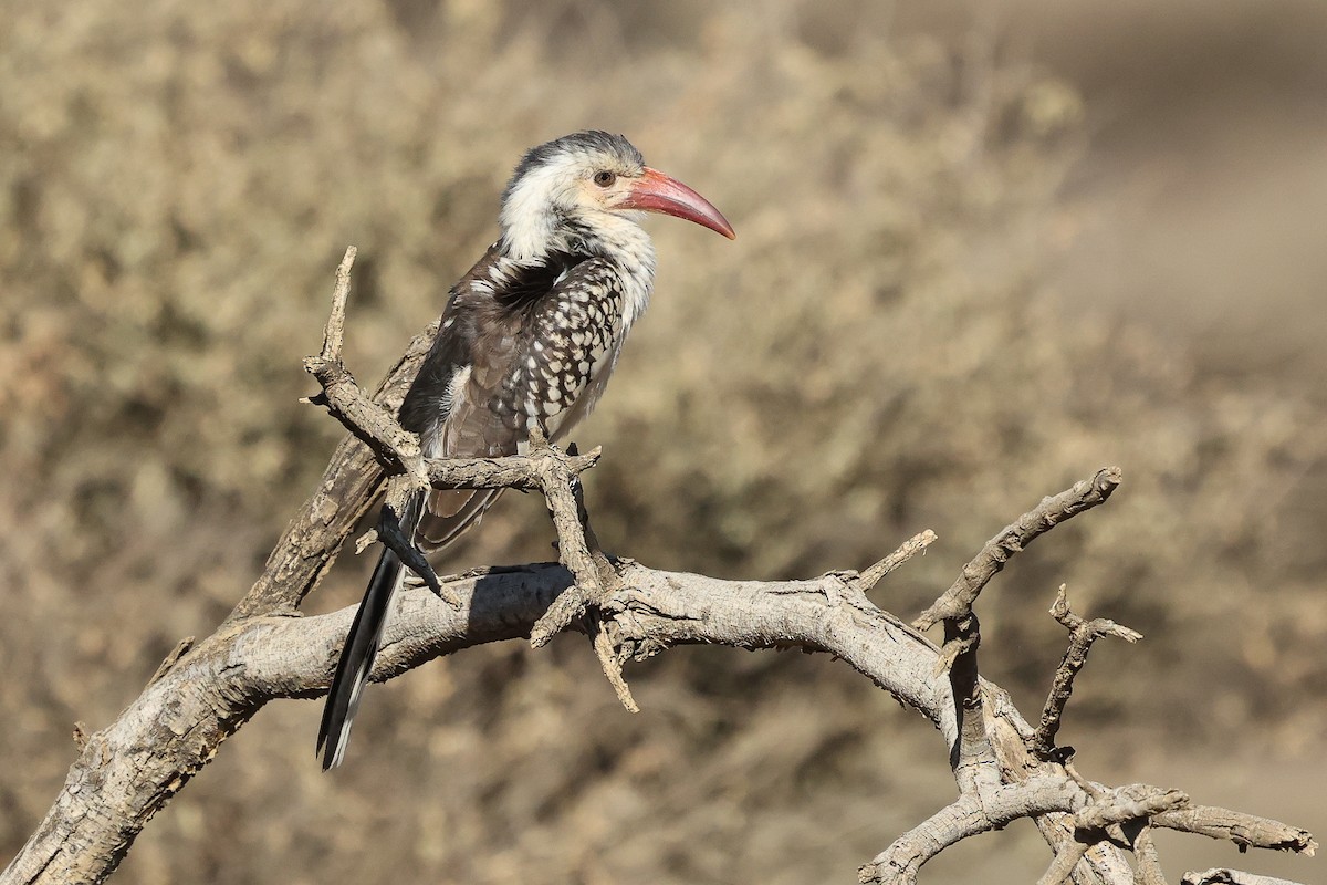 Damara Red-billed Hornbill - ML620669615