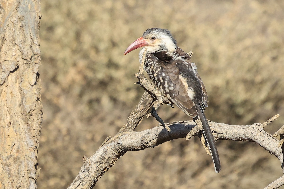 Damara Red-billed Hornbill - ML620669616