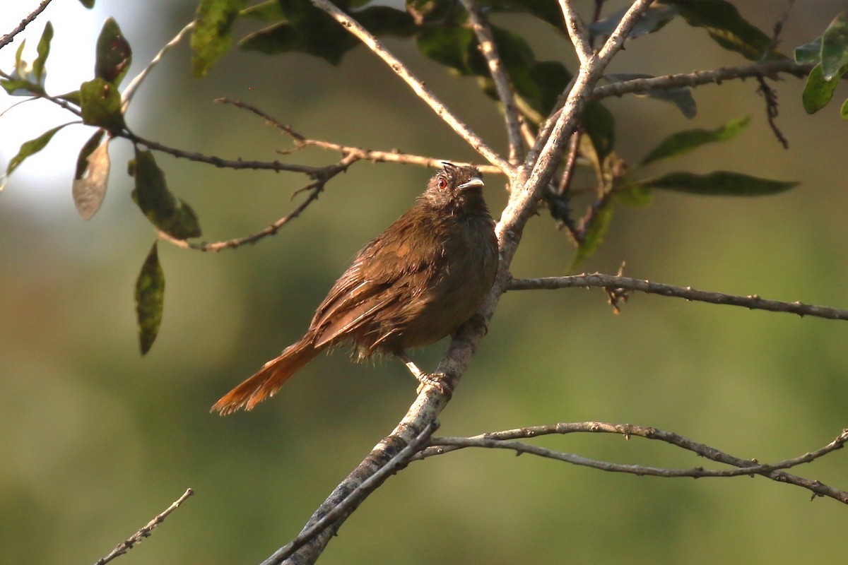 Red-tailed Ant-Thrush - ML620669619