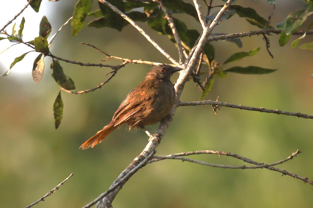 Red-tailed Ant-Thrush - ML620669620