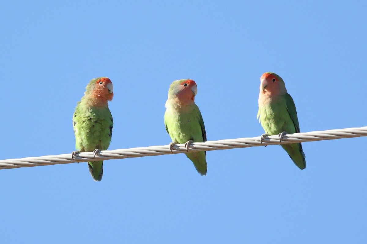 Rosy-faced Lovebird - ML620669623