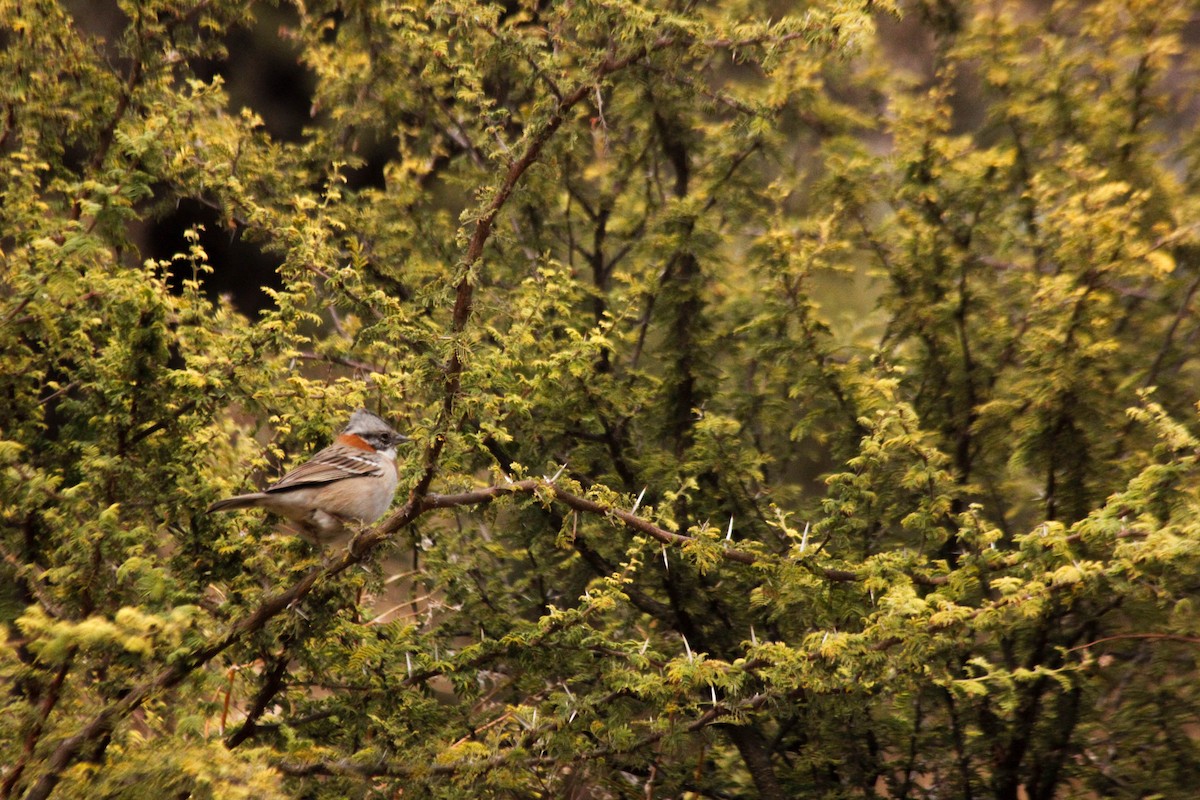 Rufous-collared Sparrow - ML620669625