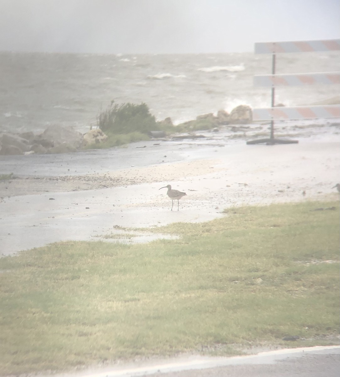 Whimbrel - Tabitha Olsen