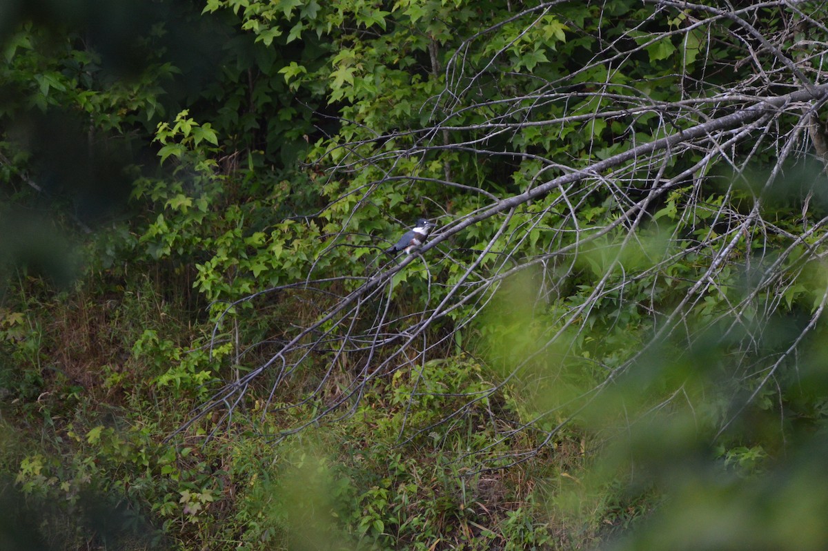 Belted Kingfisher - ML620669628