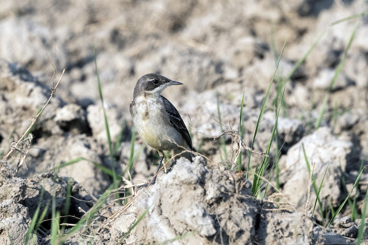 Western Yellow Wagtail - ML620669630