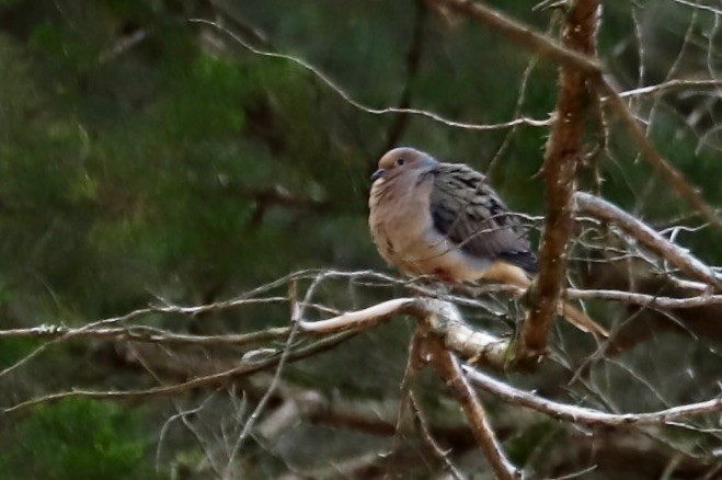 Mourning Dove - ML620669631